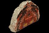 Tall, Arizona Petrified Wood Bookends - Red & Yellow #111101-1